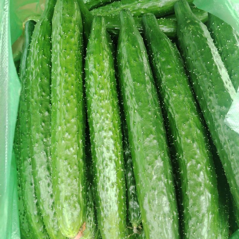 精品密刺黄瓜大量上市