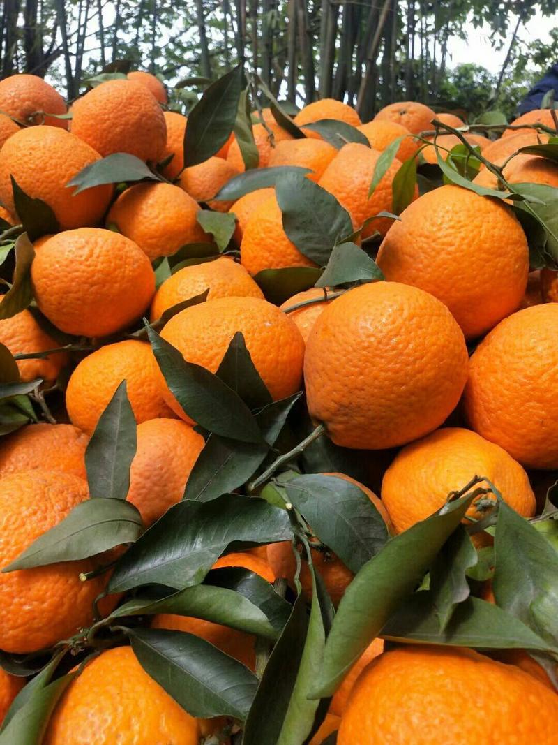 四川青见柑桔，实力代收青见柑橘，批发商，市场连锁商超优先