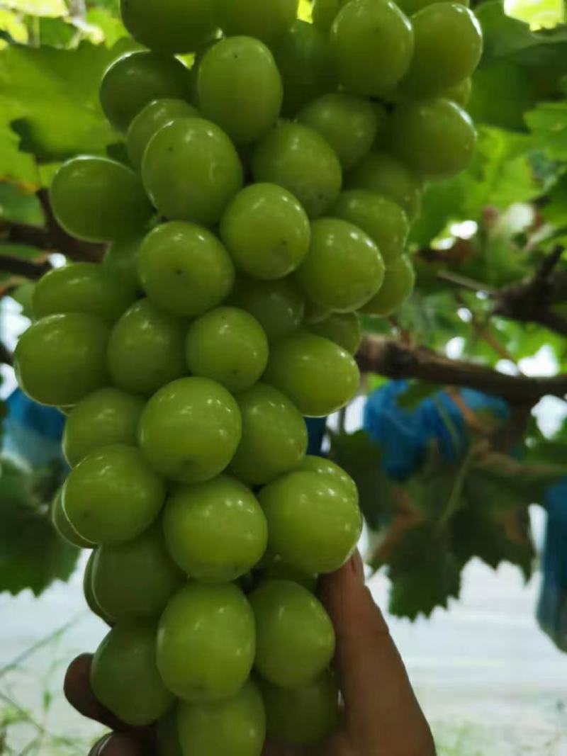 葡萄阳光玫瑰葡萄沪太8号葡萄