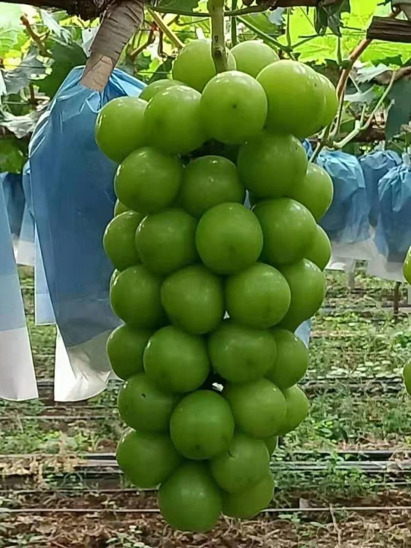 葡萄阳光玫瑰葡萄沪太8号葡萄