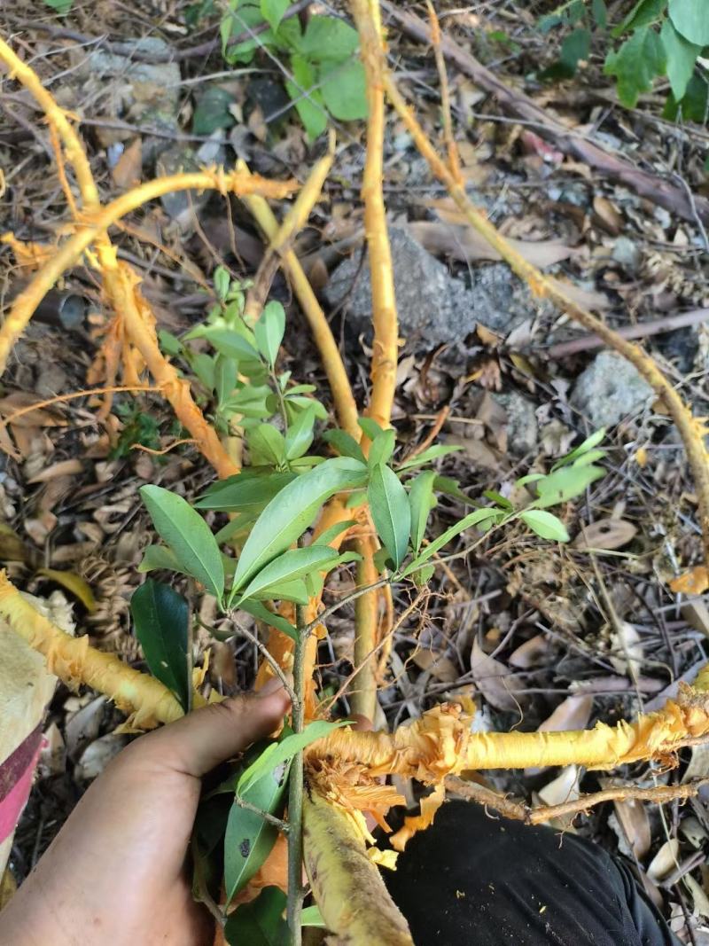 连南瑶山野生穿破石鲜货干货，