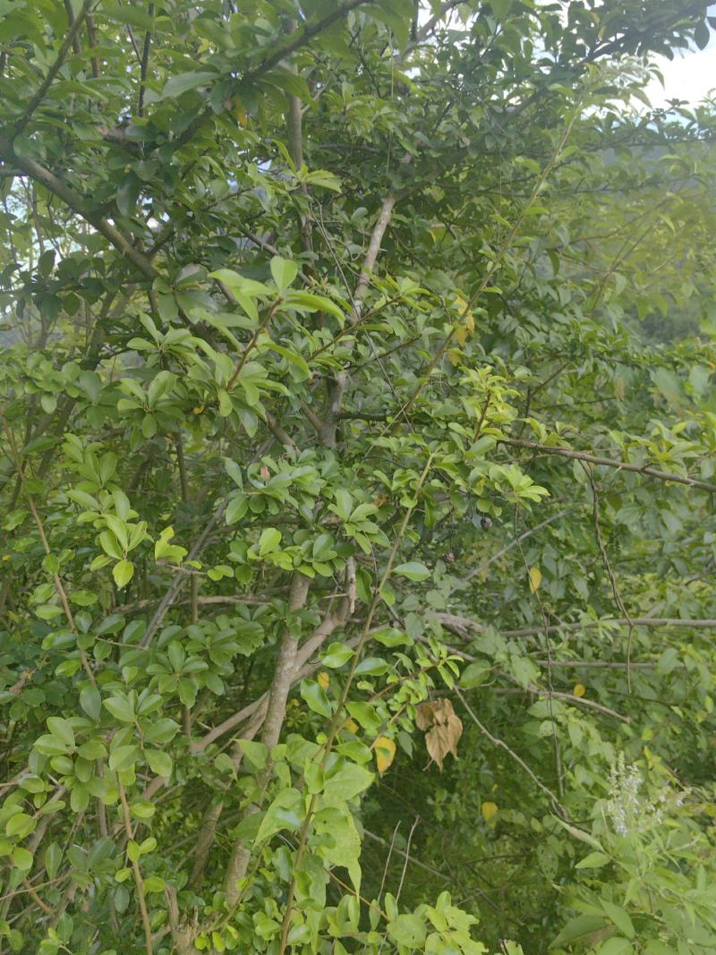 连南瑶山野生穿破石鲜货干货，