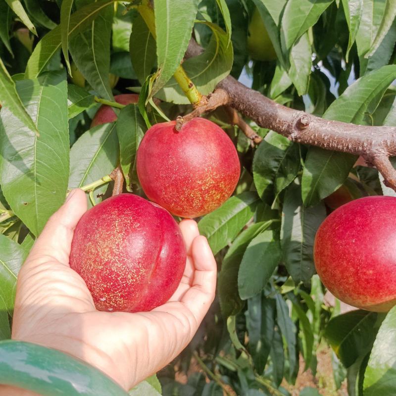 红油桃大量现货