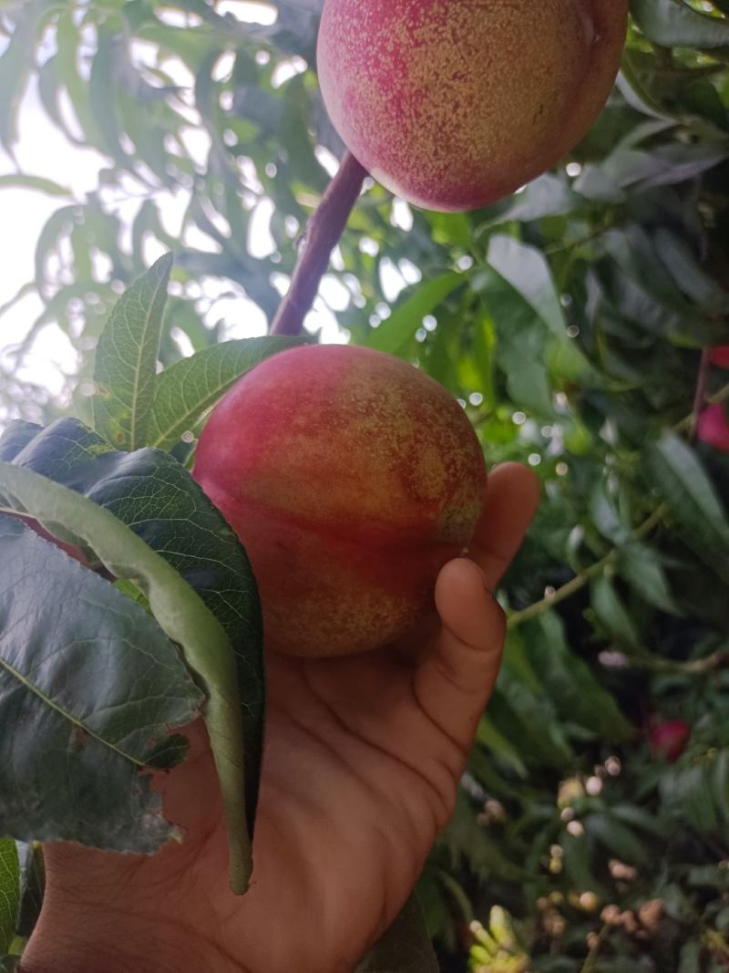 红油桃大量现货