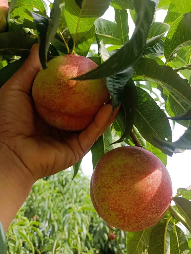 红油桃大量现货