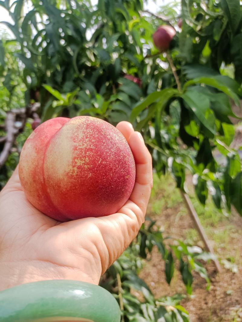 红油桃大量现货