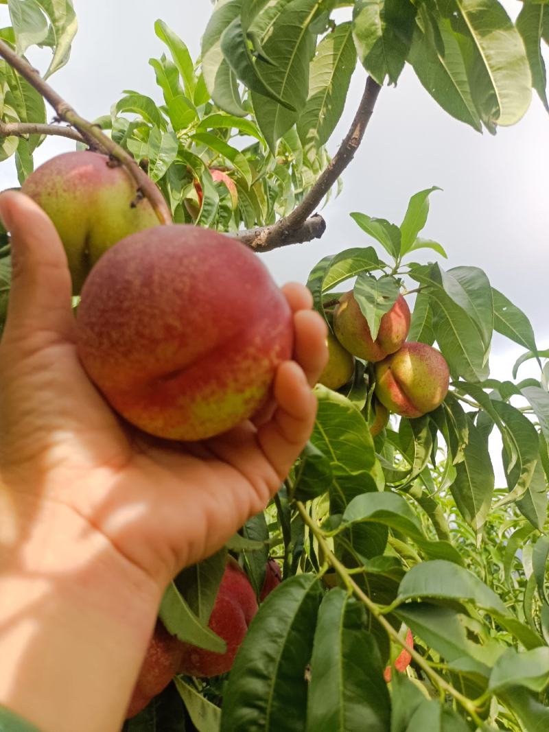 红油桃大量现货