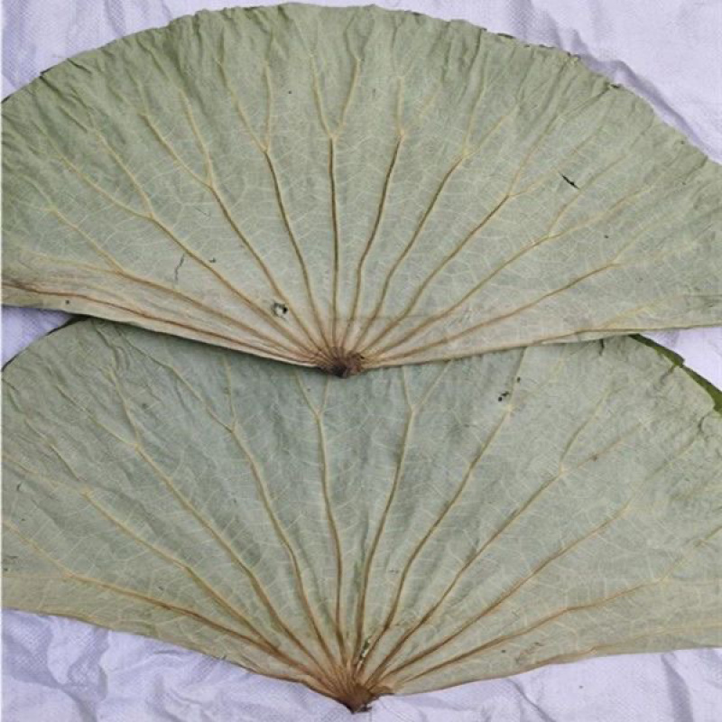 微山湖整张荷叶50斤一包批发