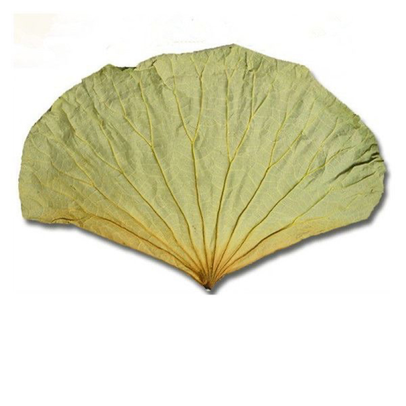 微山湖整张荷叶50斤一包批发