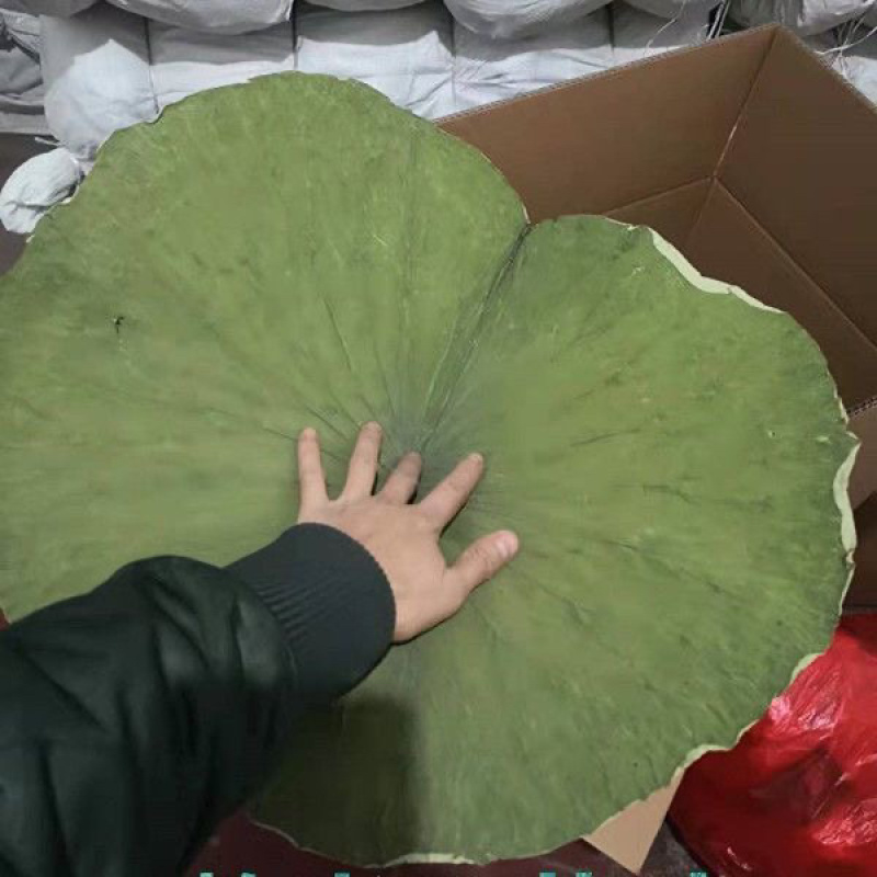 微山湖整张荷叶50斤一包批发
