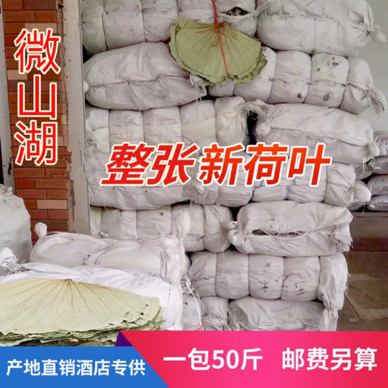 微山湖整张荷叶50斤一包批发