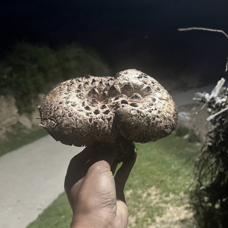 黑虎掌菌