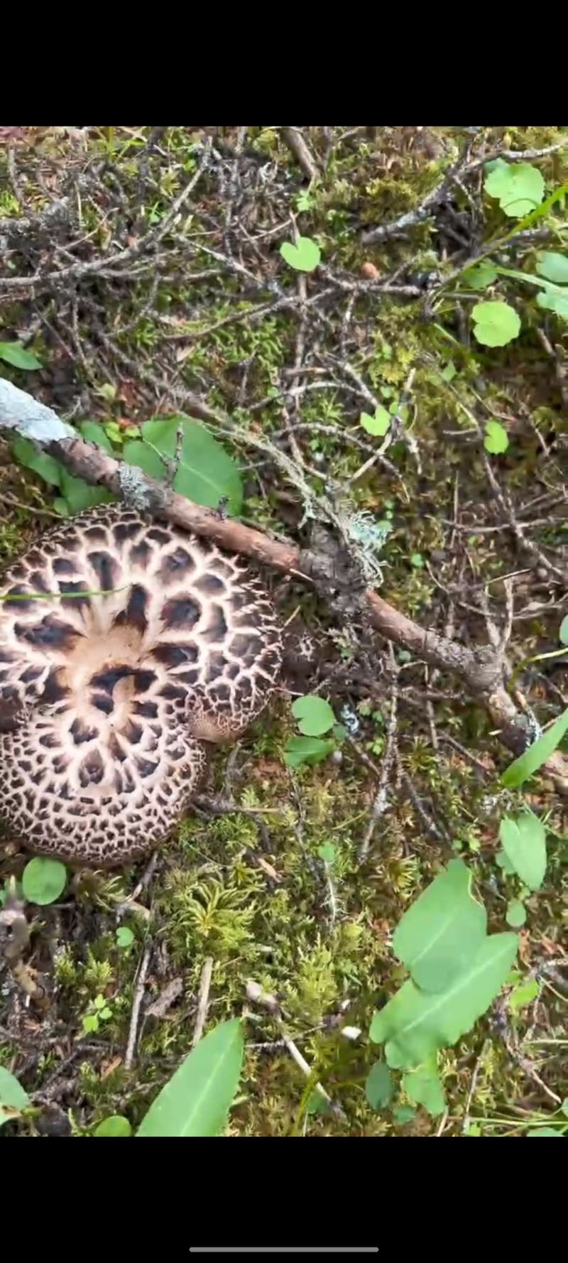 黑虎掌菌