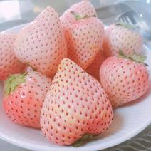 粉玉草莓苗价格，新品种白草莓倡导者