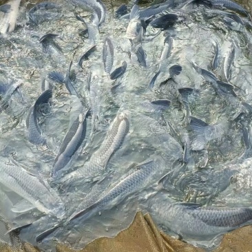 青鱼