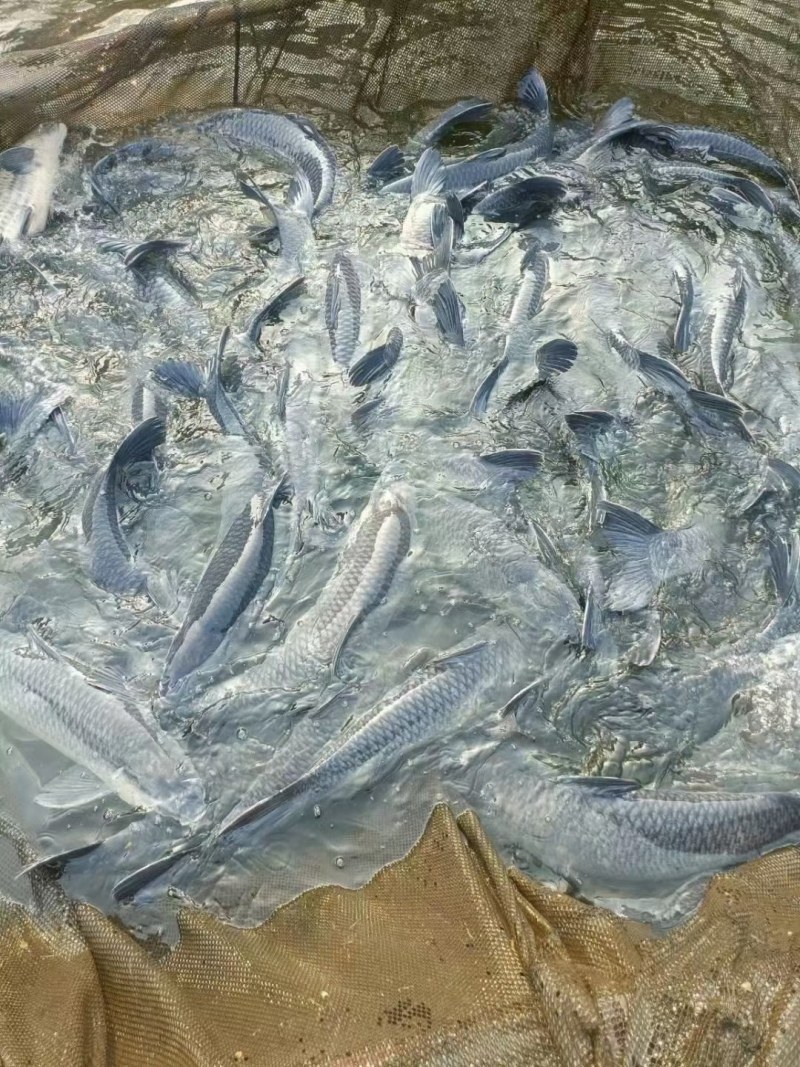 青鱼