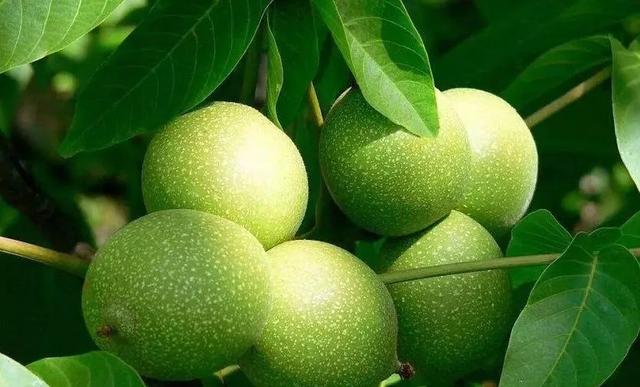 成熟的核桃果实挂在枝头