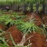 黑皮甘蔗广西甘蔗产地直发批发市场连锁商超社区团购代办代发