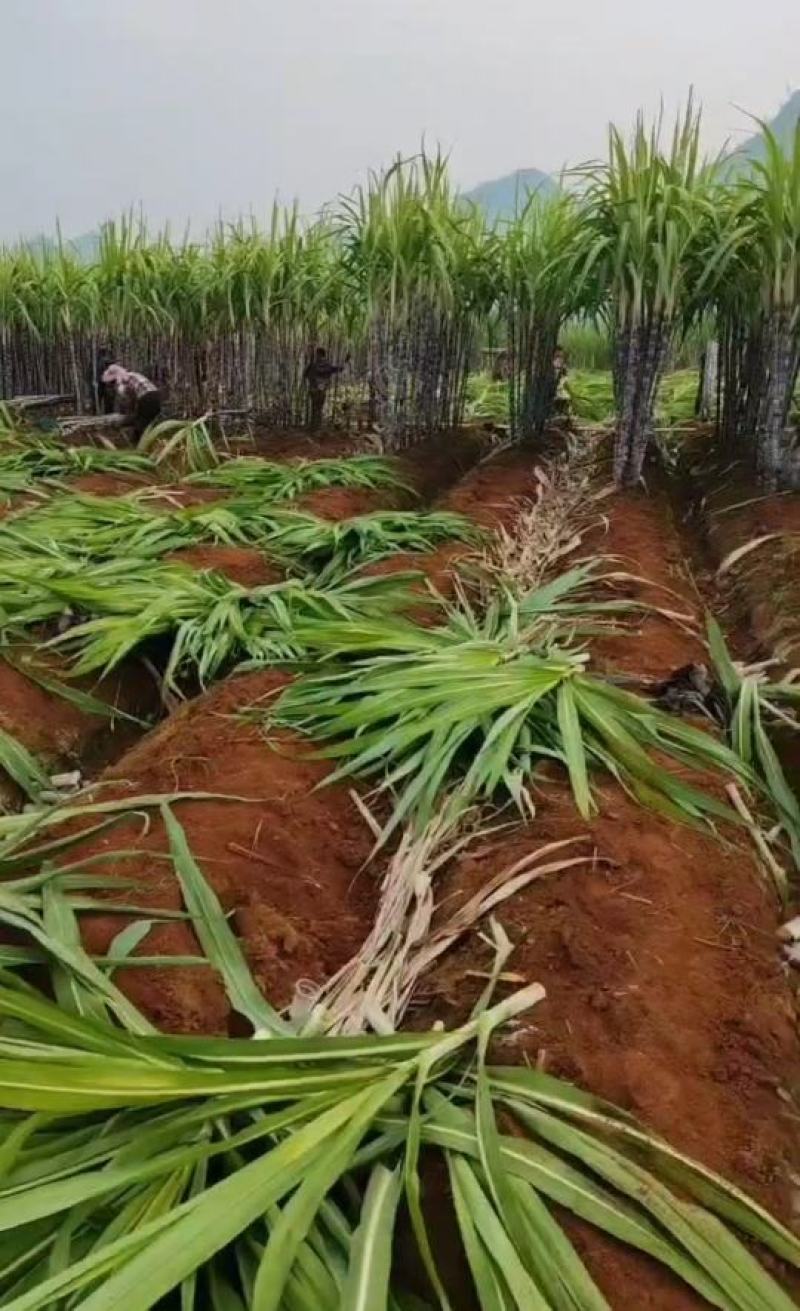 黑皮甘蔗广西甘蔗产地直发批发市场连锁商超社区团购代办代发