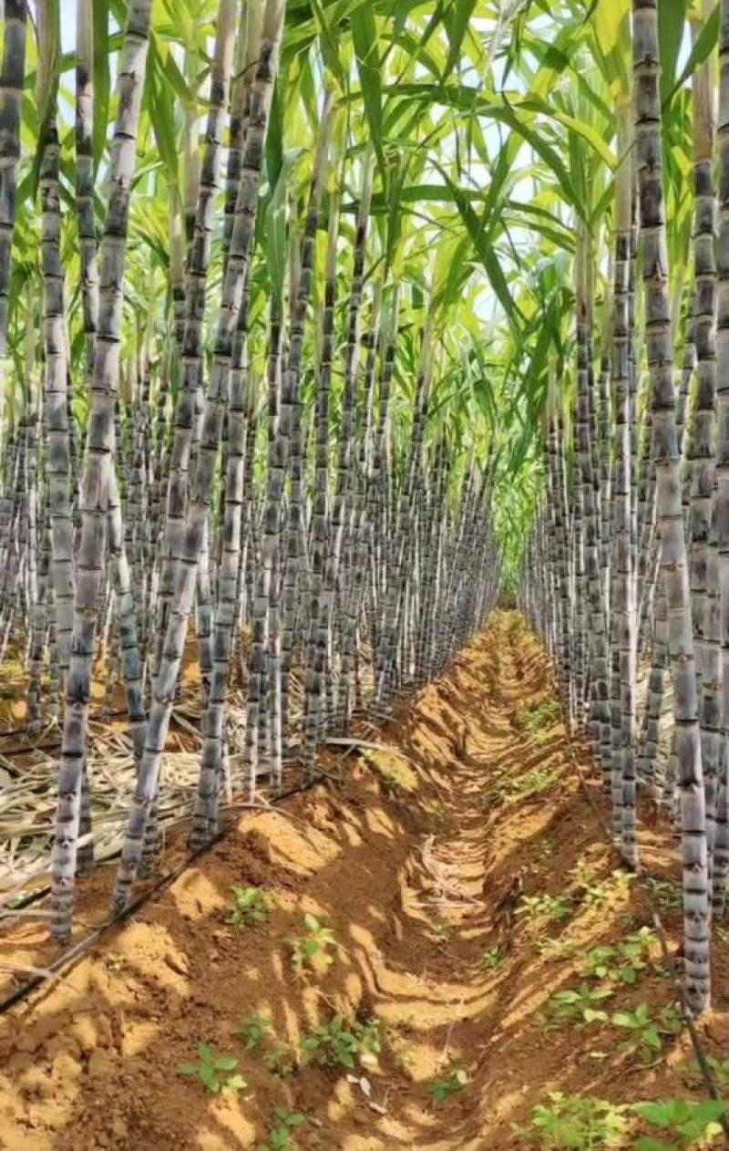 黑皮甘蔗广西甘蔗产地直发批发市场连锁商超社区团购代办代发