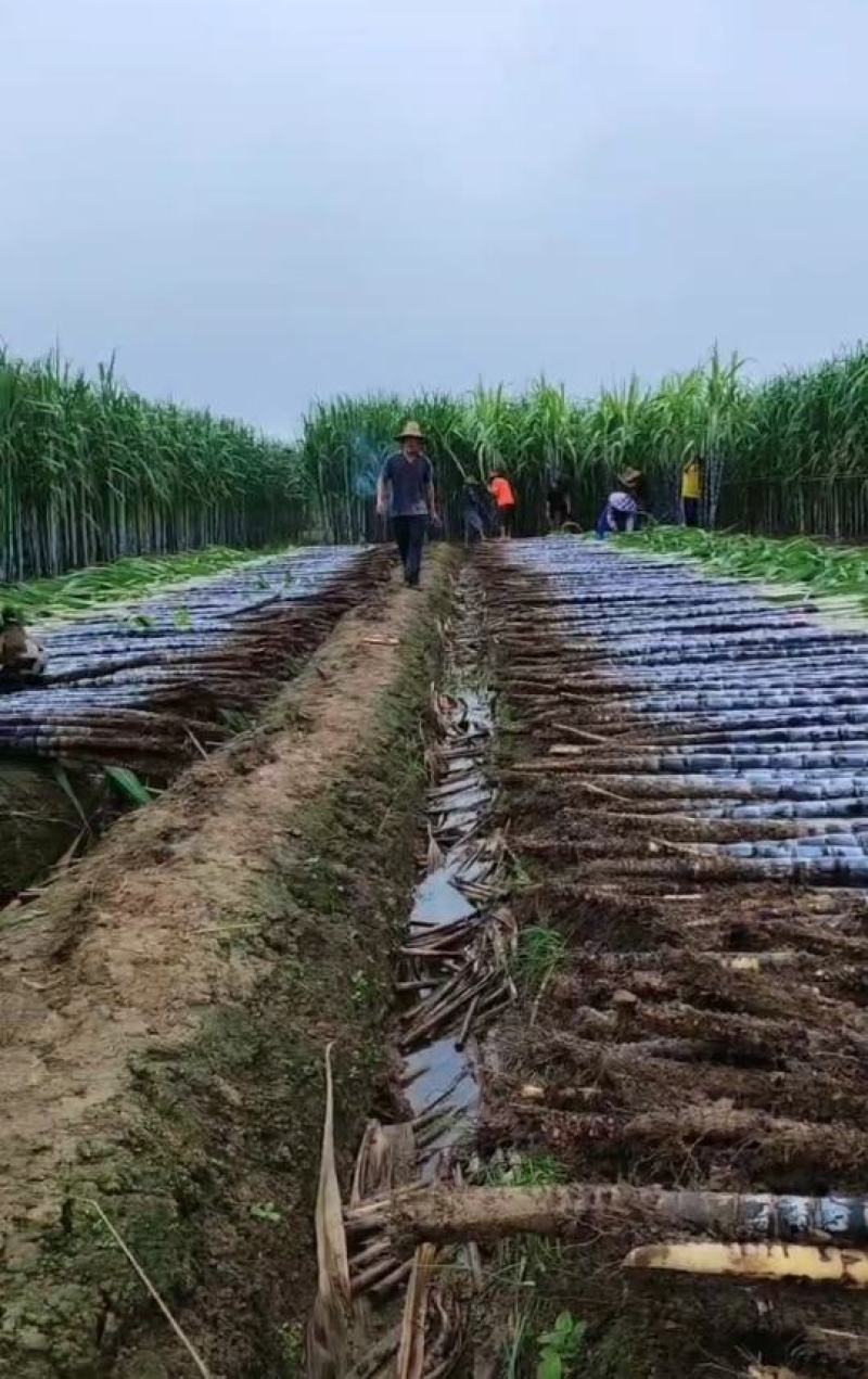 黑皮甘蔗广西甘蔗产地直发批发市场连锁商超社区团购代办代发