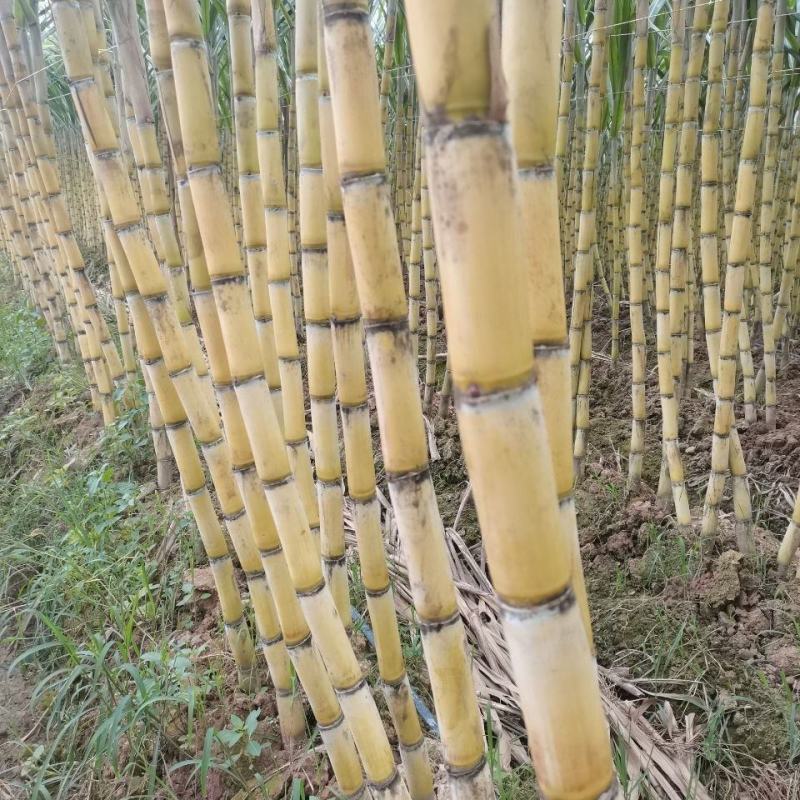 热卖精品黄皮甘蔗现货现发产地直发专业代办可视频看货量大优