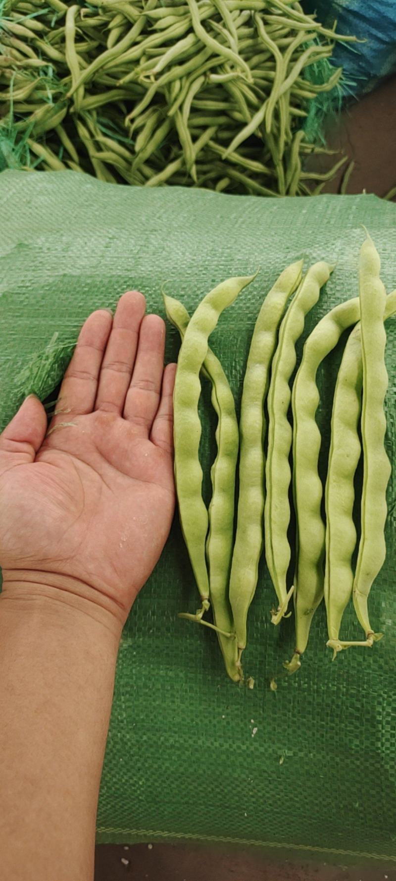 云南大青豆角