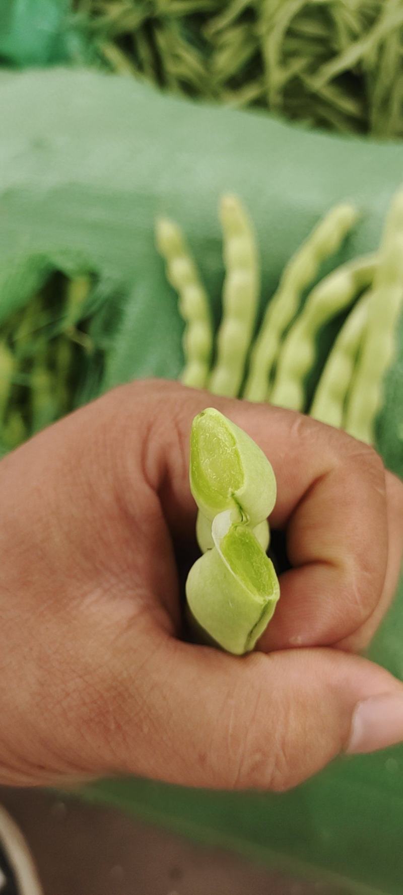 云南大青豆角