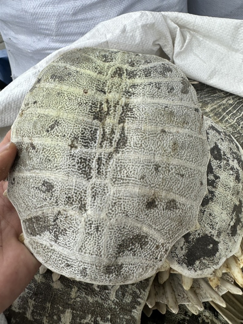 鳖甲鳖壳生鳖甲甲鱼壳中药材批发零售各种规格