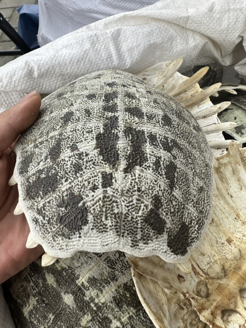 鳖甲鳖壳生鳖甲甲鱼壳中药材批发零售各种规格