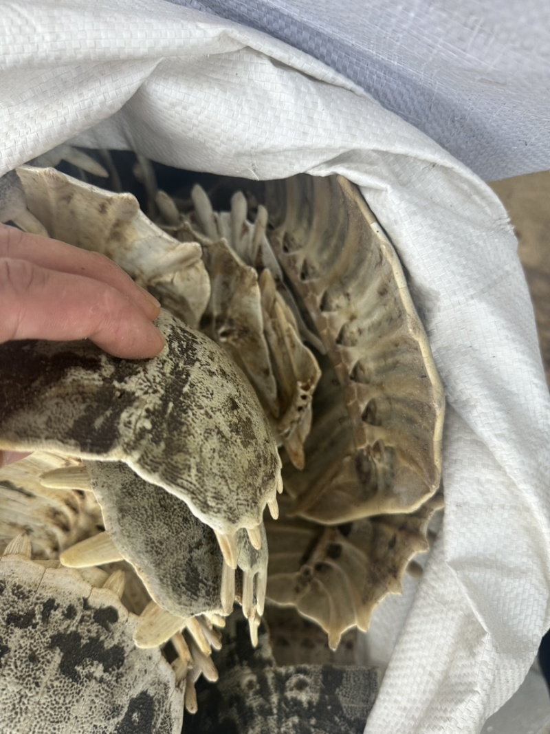 鳖甲鳖壳生鳖甲甲鱼壳中药材批发零售各种规格