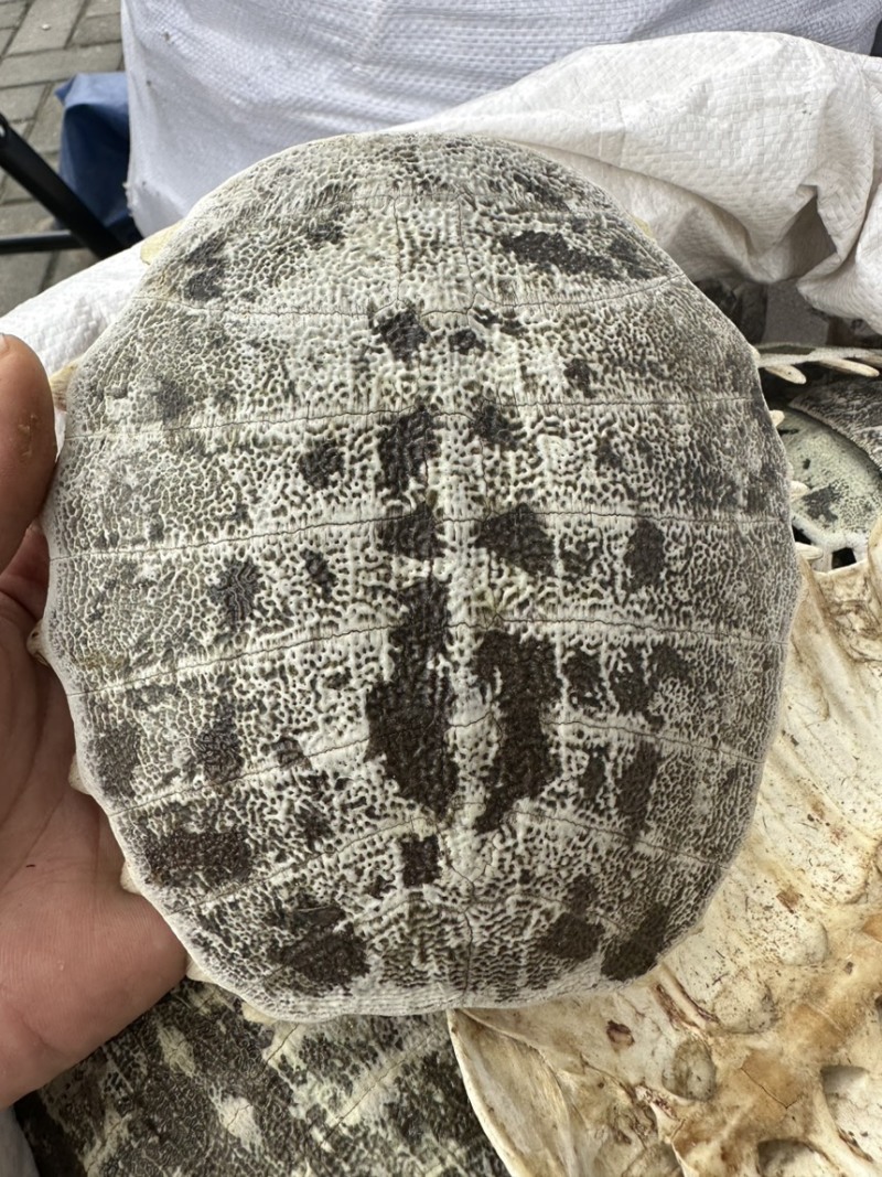 鳖甲鳖壳生鳖甲甲鱼壳中药材批发零售各种规格