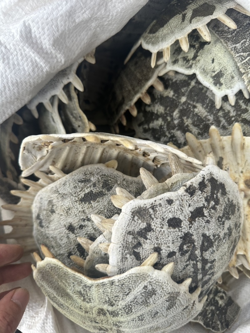 鳖甲鳖壳生鳖甲甲鱼壳中药材批发零售各种规格