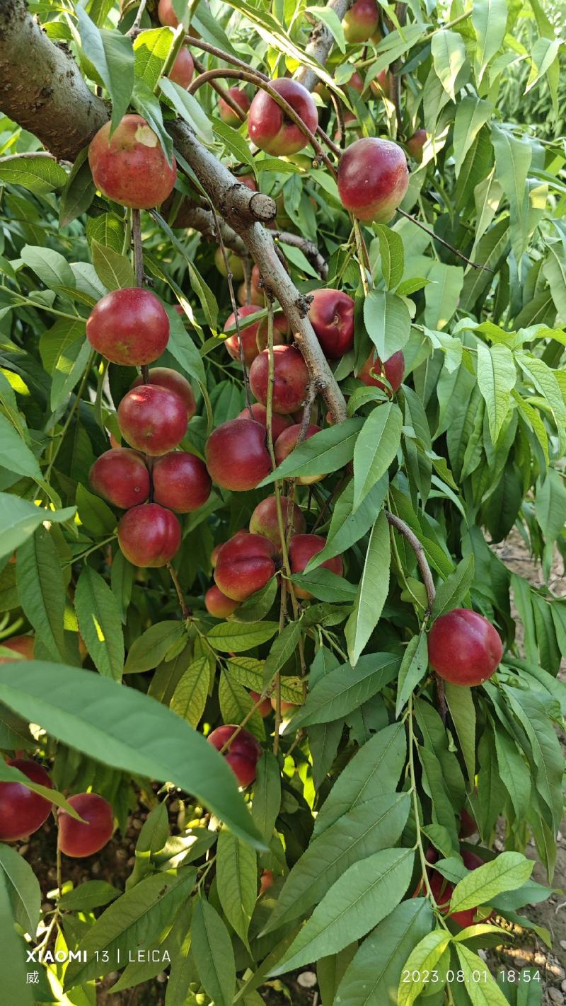 珍珠枣油桃45起步