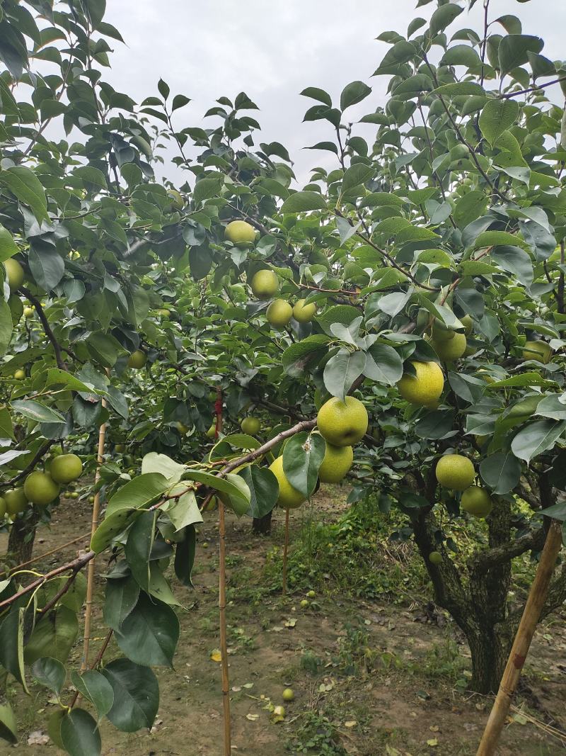 安微产区，青白黄冠梨货源充足，质量好产地直发