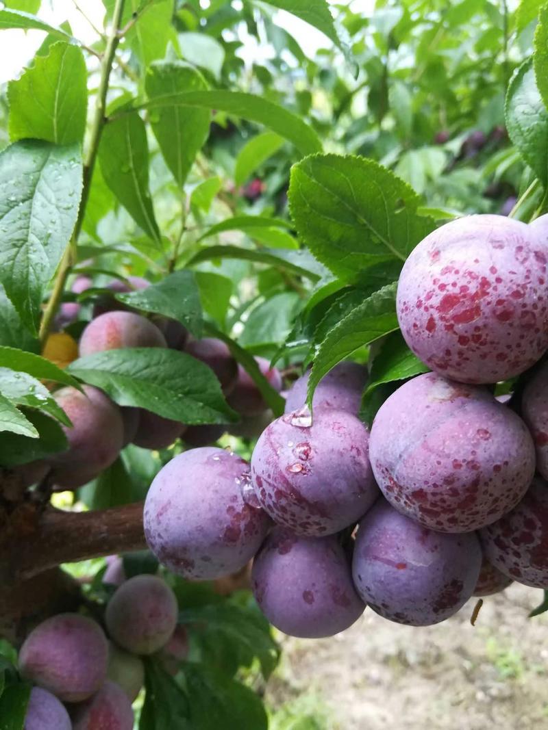 高山脆红李，大量上市，电商，市场，欢迎新老客户前来合作