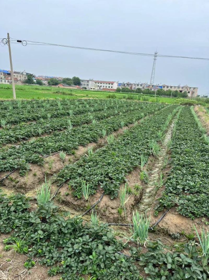 大量供应优质红颜草莓苗