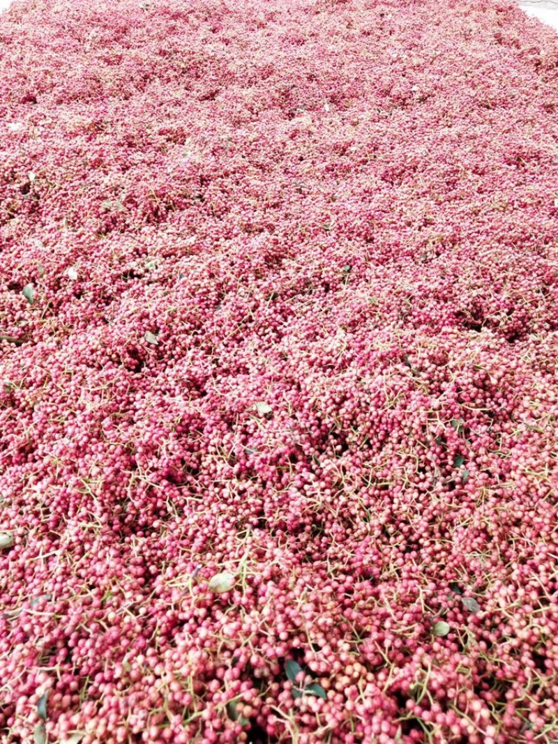 陕西精品大红袍花椒颗粒大颜色鲜红，产地一手货源，配有冷库