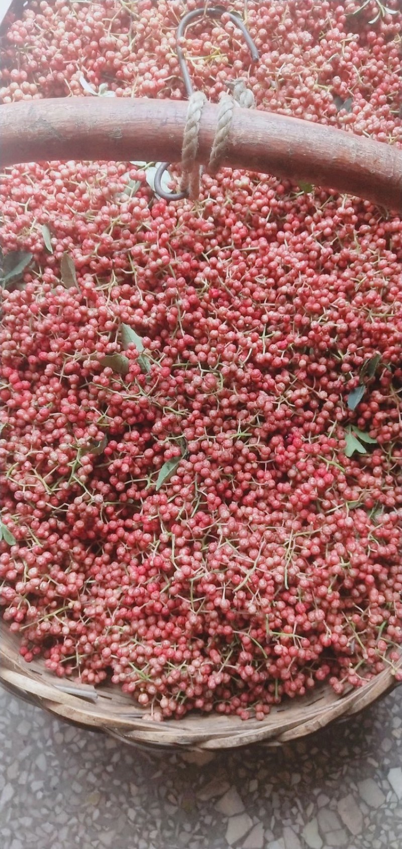 陕西精品大红袍花椒颗粒大颜色鲜红，产地一手货源，配有冷库