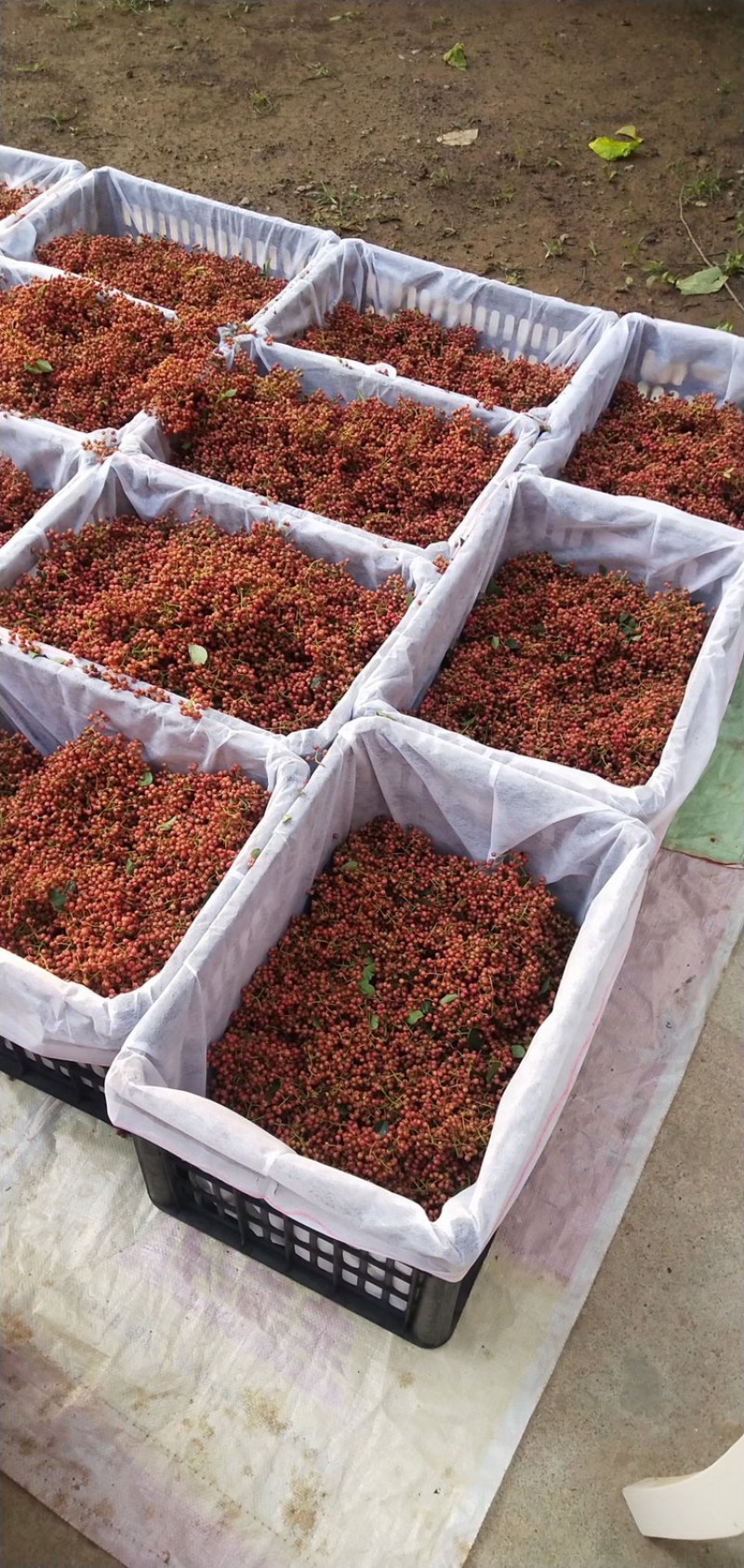 陕西精品大红袍花椒颗粒大颜色鲜红，产地一手货源，配有冷库