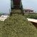 【实力推荐】甜玉米秸秆牛羊好饲草产地直发大量有货
