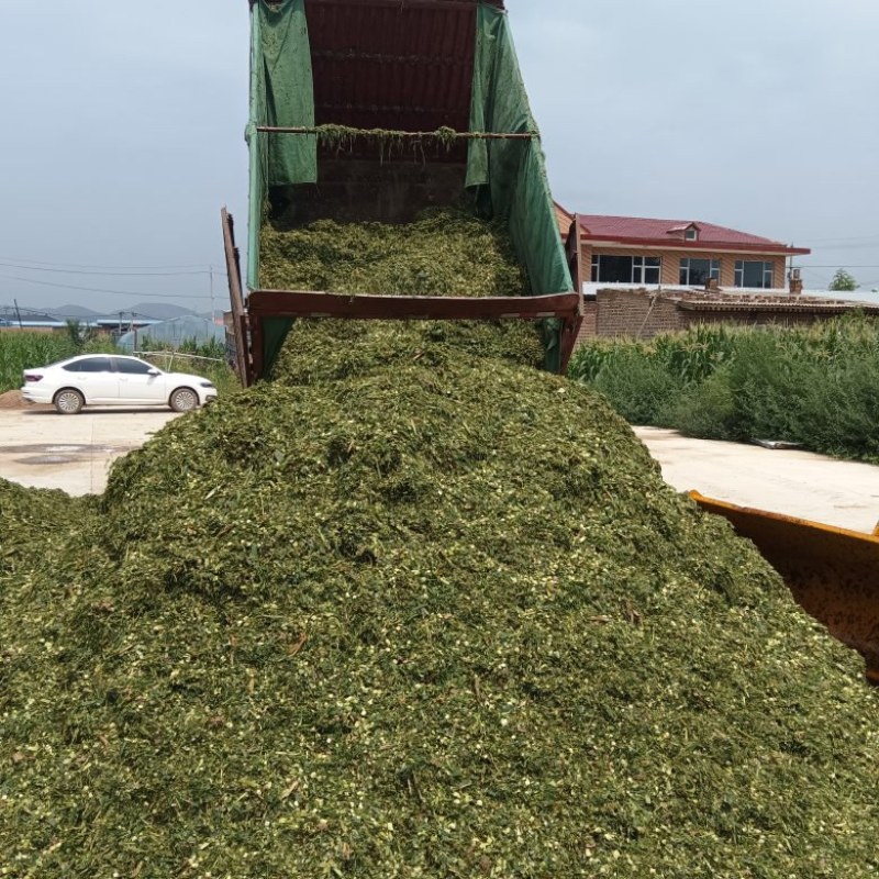 【实力推荐】甜玉米秸秆牛羊好饲草产地直发大量有货