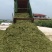 【实力推荐】甜玉米秸秆牛羊好饲草产地直发大量有货
