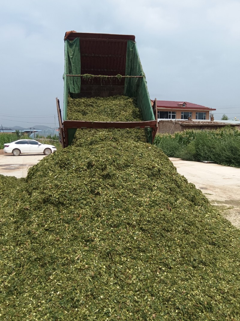 【实力推荐】甜玉米秸秆牛羊好饲草产地直发大量有货