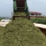 【实力推荐】甜玉米秸秆牛羊好饲草产地直发大量有货