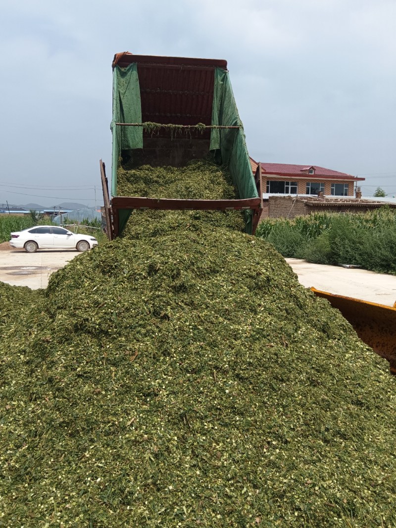 【实力推荐】甜玉米秸秆牛羊好饲草产地直发大量有货
