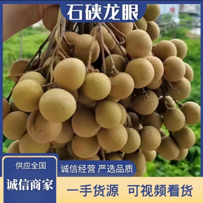 广西平南石硖龙眼，大量现货，现摘现发，供应全国冷链商