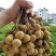 广西平南石硖龙眼，大量现货，现摘现发，供应全国冷链商
