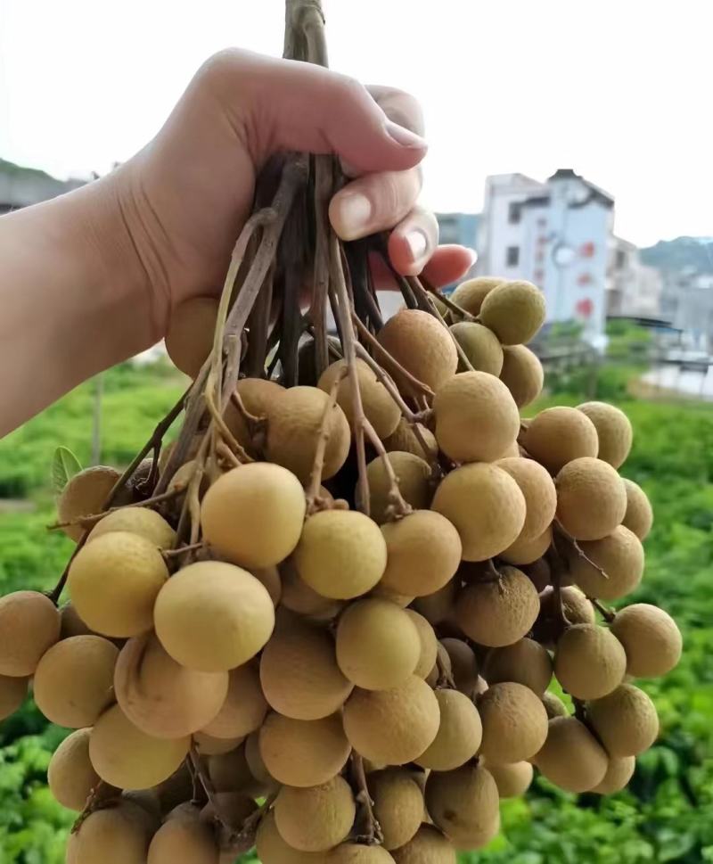 广西平南石硖龙眼，大量现货，现摘现发，供应全国冷链商
