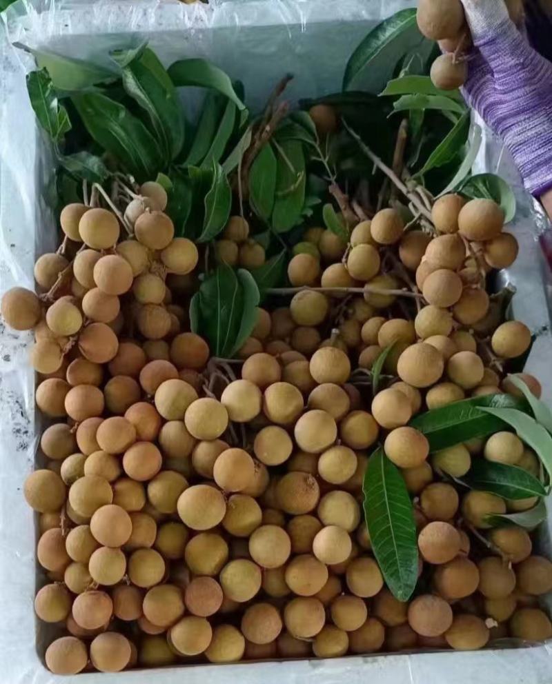 广西平南石硖龙眼，大量现货，现摘现发，供应全国冷链商